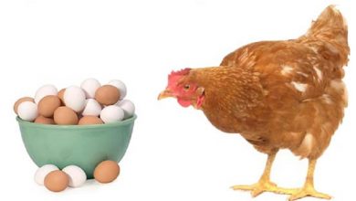 Photo of مرغ را غذایش و تخم مرغ را صادرات گران کرد