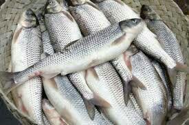 تولید سالیانه 431 تن ماهی قزل آلا و کپور در اسدآباد - همدان آنلاین - اخبار همدان - پایگاه خبری همدان آنلاین