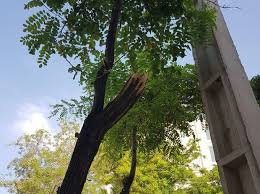 Photo of درخت را قطع کردیم برای جان مردم