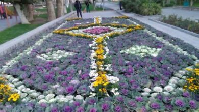Photo of چیدمان  ۲۵۰۰ گلدان گل‌های زینتی در بوستان تاریخی سیفیه در قالب فرش گل