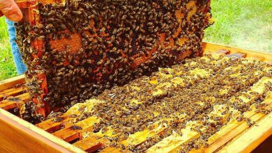 Photo of پرورش۹۵ هزار کلونی زنبور عسل در ملایر