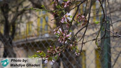 Photo of شکوفه های امید در بهار قرنطینه ای ایران